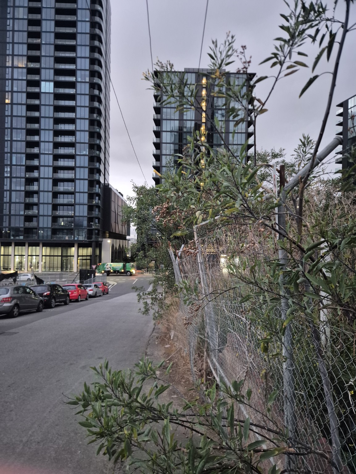 Dense vegetation growing through the original chain wire fence at Growland Footscray